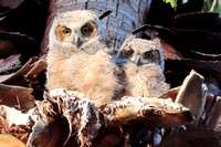 2020 Baby Owls